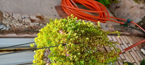Identificação da planta Brilhantina por foto