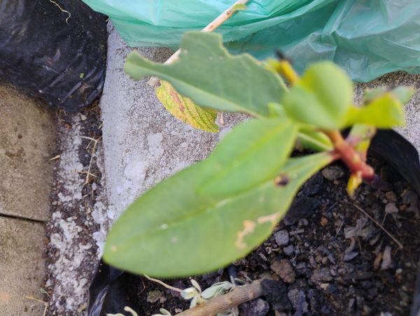 Identificação da planta Maria-gorda por foto