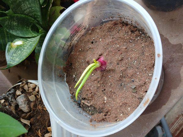 Identificação da planta Cebola por foto