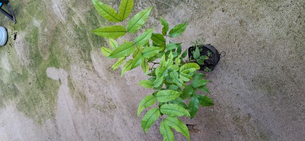 Identificação da planta Pau-preto, Pau-pretinho por foto