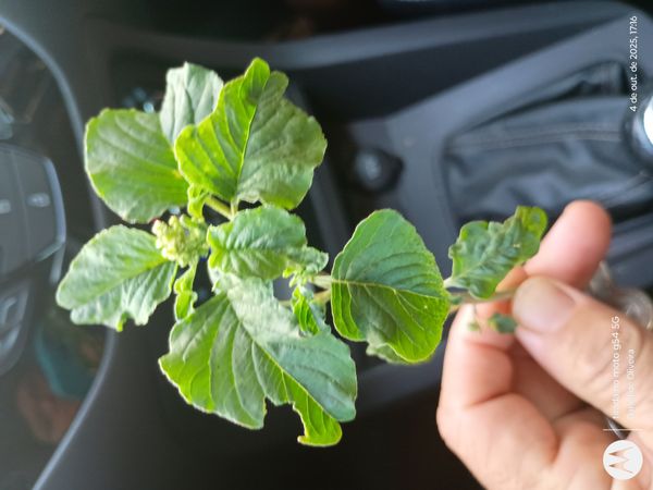 Identificação da planta Breudo por foto