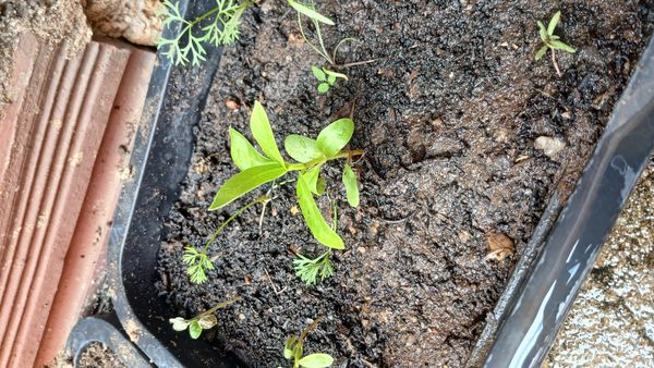 Identificação da planta Zinnia por foto