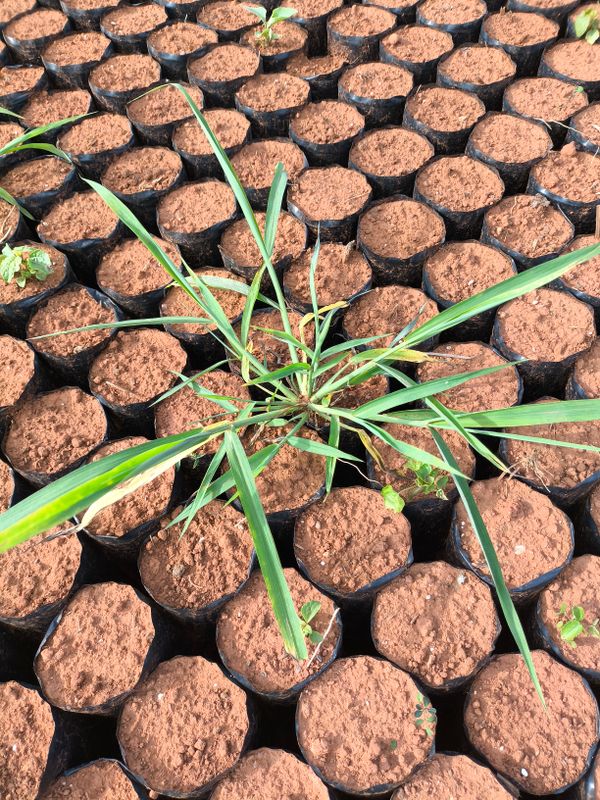 Identificação da planta Citronela por foto
