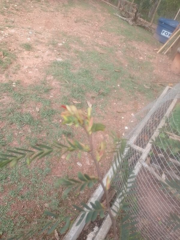 Identificação da planta Tamarindo por foto