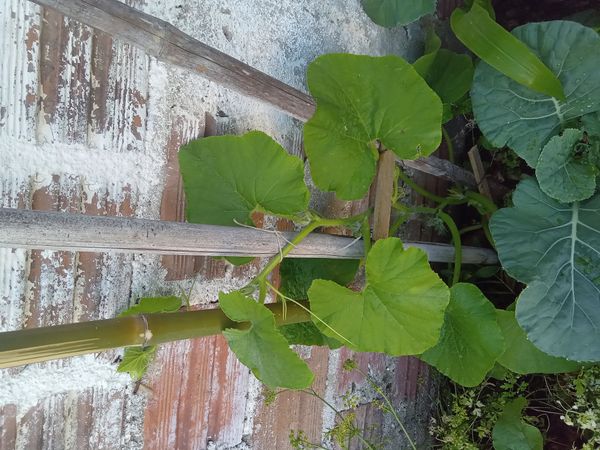 Identificação da planta Abóbora por foto
