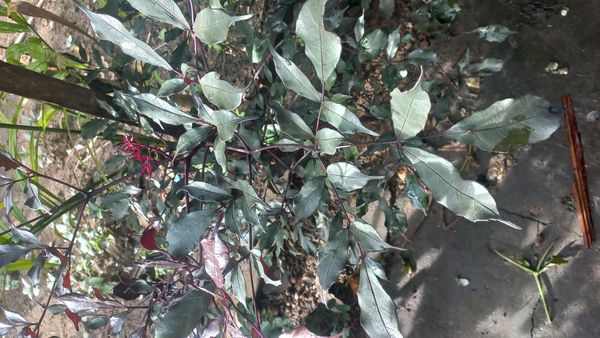 Identificação da planta Leea rubra por foto