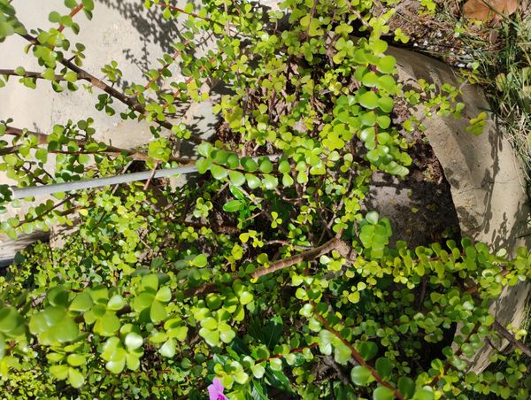 Identificação da planta Jade três cores por foto