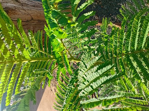 Identificação da planta Árvore-de-seda por foto
