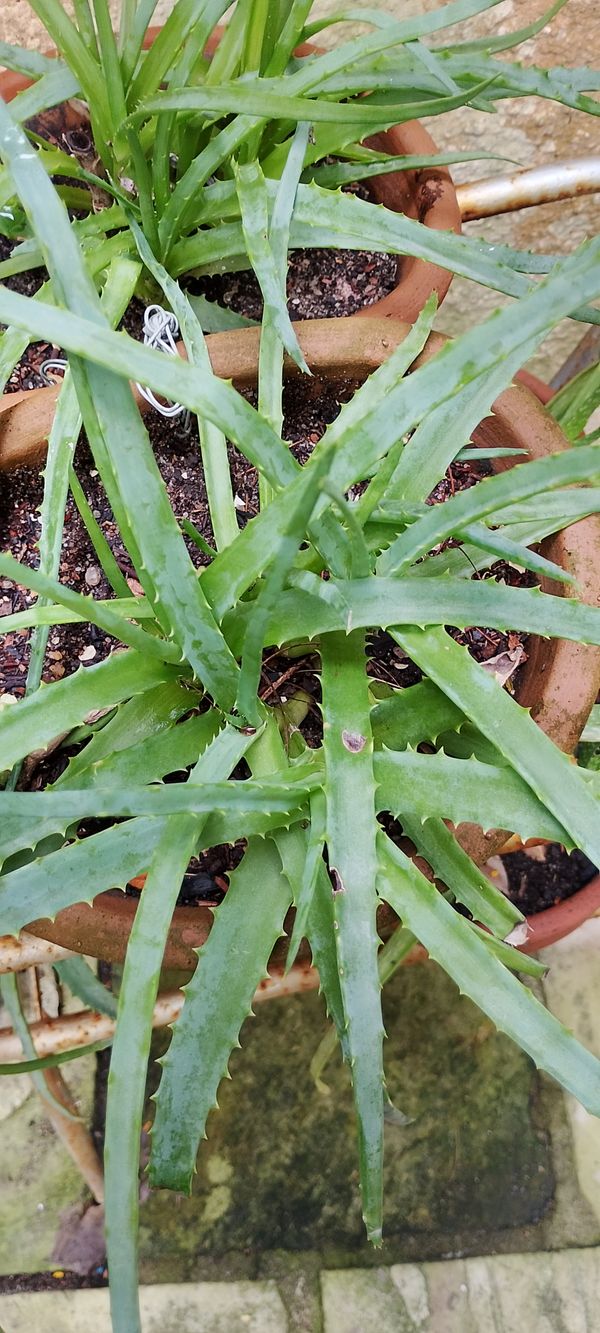Identificação da planta Babosa por foto