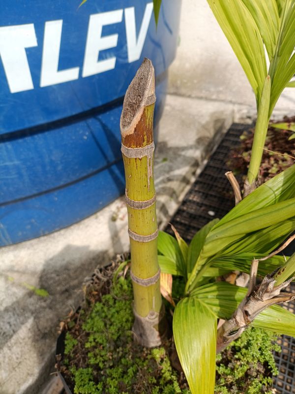 Identificação da planta Folha por foto