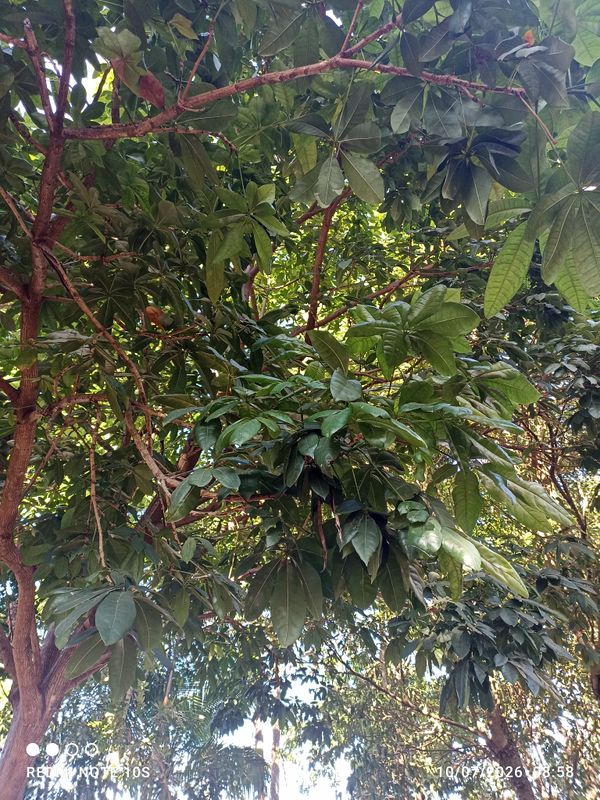 Identificação da planta Castanha-do-maranhão por foto