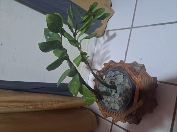 Identificação da planta Zamioculcas por foto