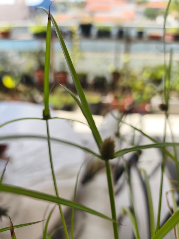 Identificação da planta Não sei por foto