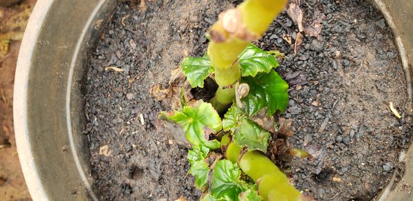 Identificação da planta Begônia por foto