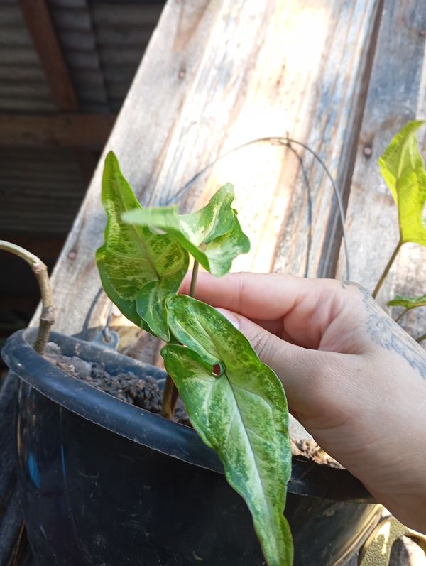Identificação da planta Língua-de-cobra por foto