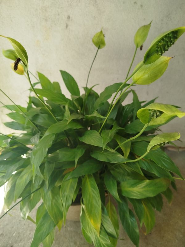 Identificação da planta Como cuida do lirio por foto