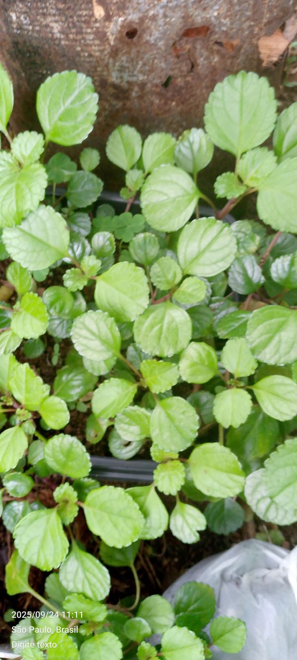 Identificação da planta Dólar por foto