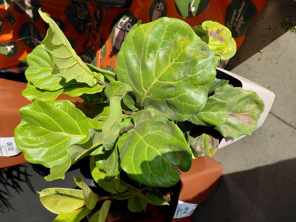 Identificação da planta Figueira-lira por foto