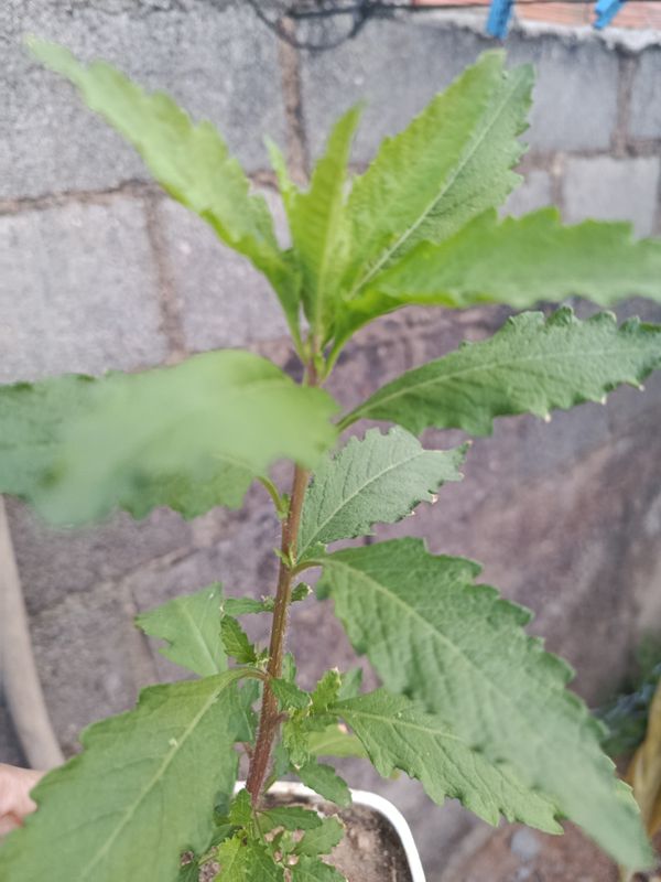 Identificação da planta Mastruz por foto