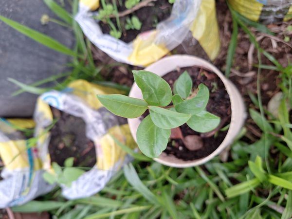 Identificação da planta Pitangatuba por foto