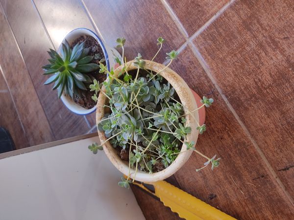 Identificação da planta Orostachys malacophylla não possui um nome popular amplamente reconhecido no Brasil por foto
