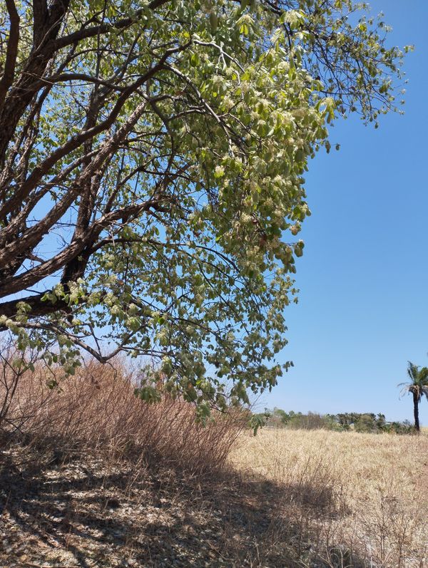Identificação da planta dombéia por foto