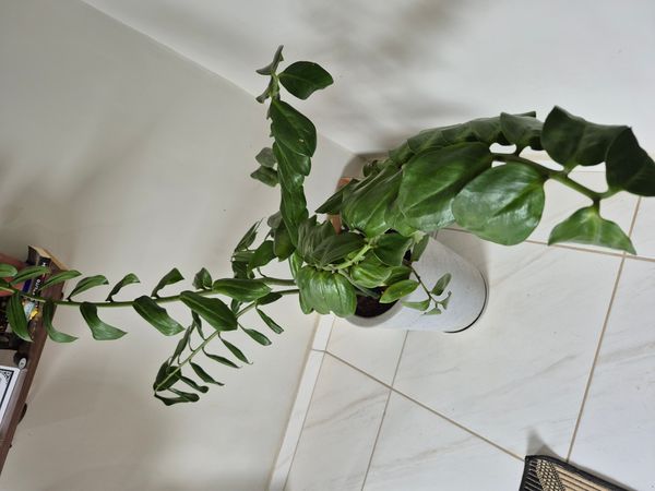 Identificação da planta Língua-de-gato por foto
