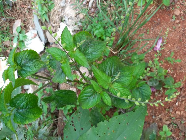 Identificação da planta Carrapicho por foto