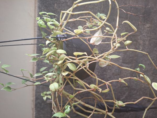 Identificação da planta Oriri por foto