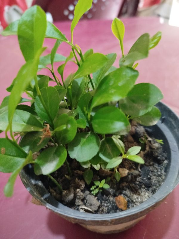 Identificação da planta Limão por foto