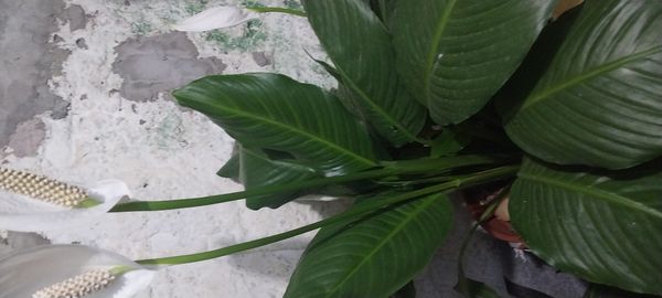 Identificação da planta Lírio da paz por foto