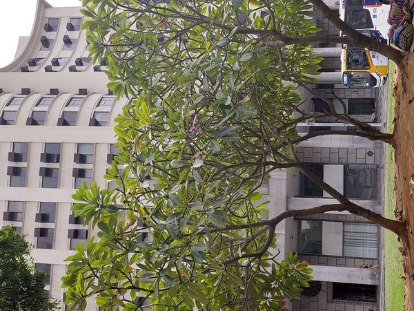 Identificação da planta Jasmim-manga por foto