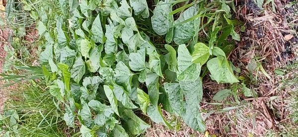 Identificação da planta Batata-de-purga por foto