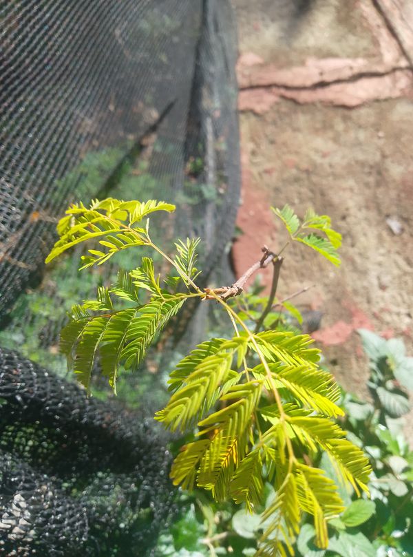 Identificação da planta Caliandra por foto