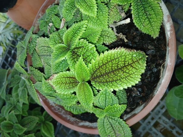 Identificação da planta Alumínio por foto
