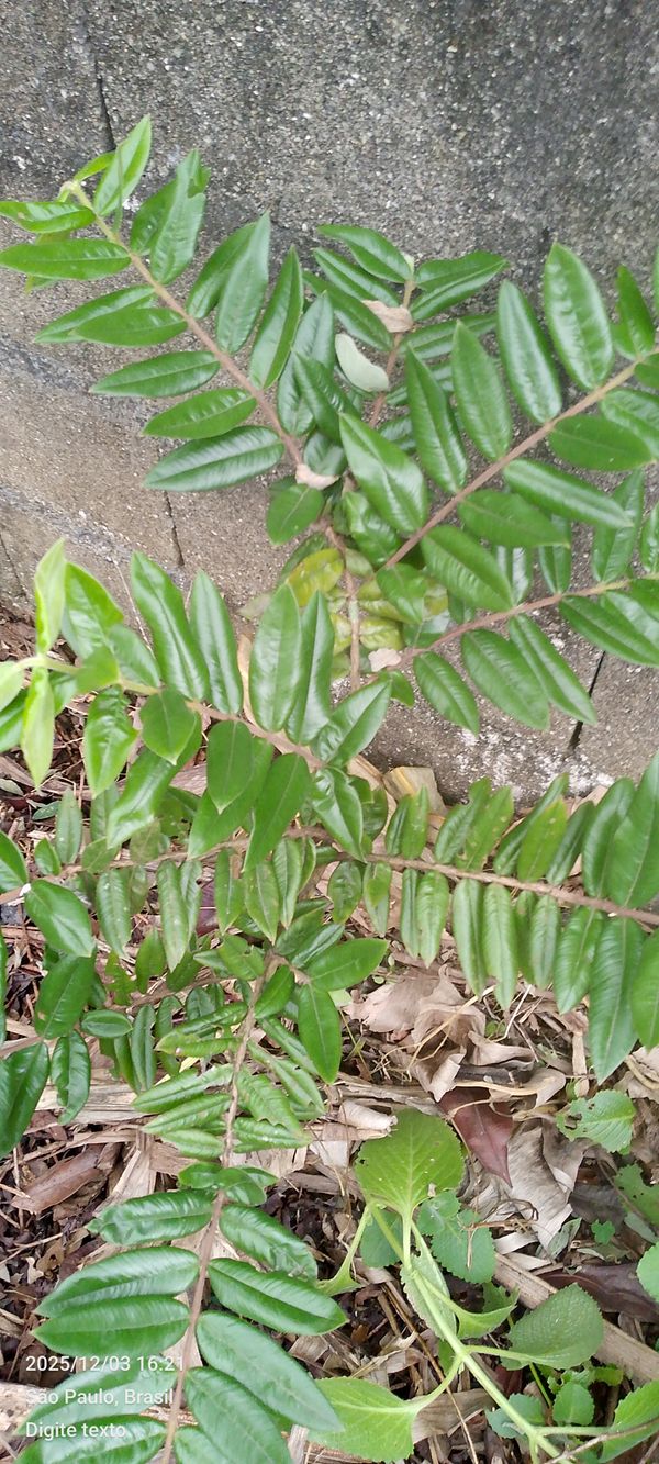 Identificação da planta Cabeludinha por foto