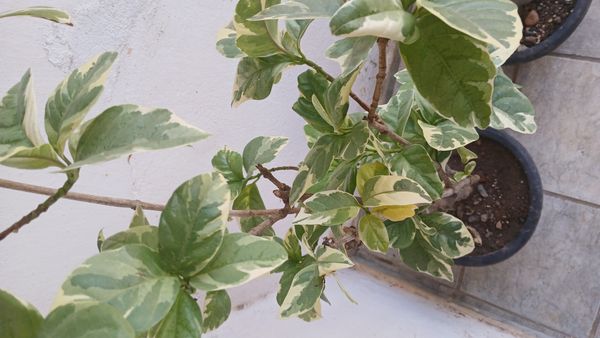 Identificação da planta Crota por foto