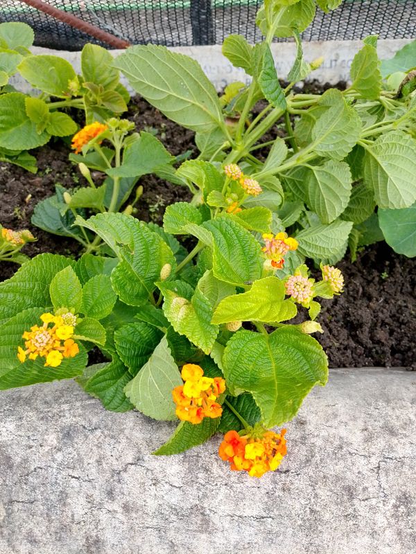 Identificação da planta Cambará por foto