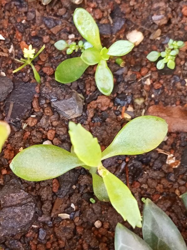 Identificação da planta sedum por foto