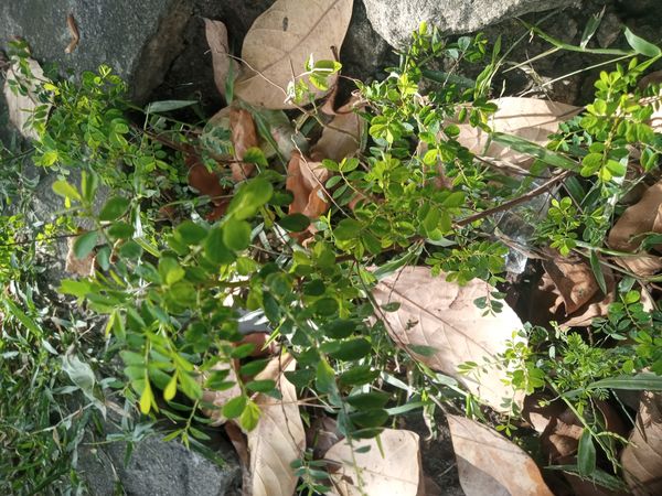 Identificação da planta Quebra pedra por foto