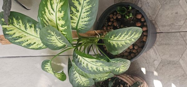 Identificação da planta Comigo-ninguém-pode por foto