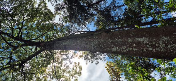 Identificação da planta Jelutong por foto