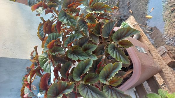 Identificação da planta Begônia por foto