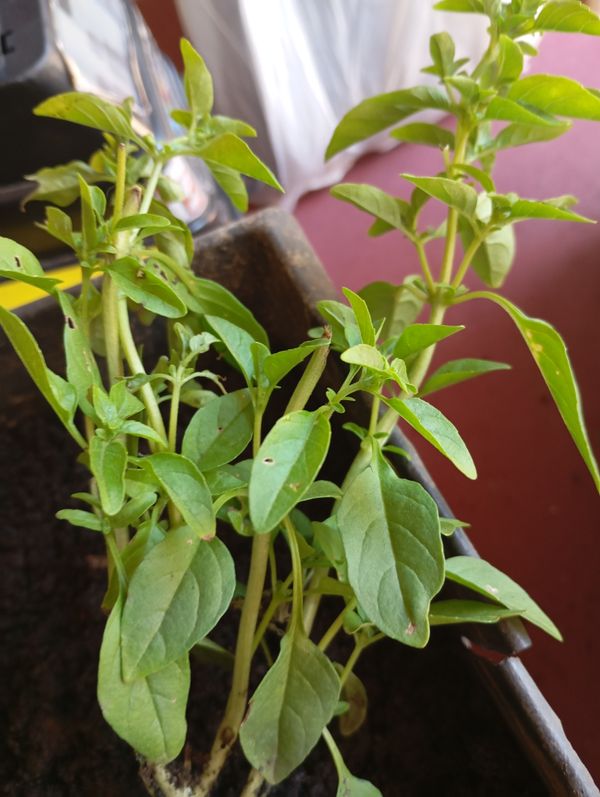 Identificação da planta Manjericão por foto