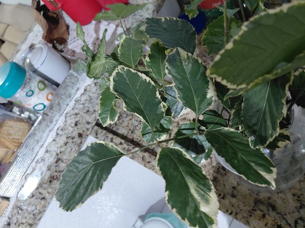 Identificação da planta Árvore-da-felicidade por foto