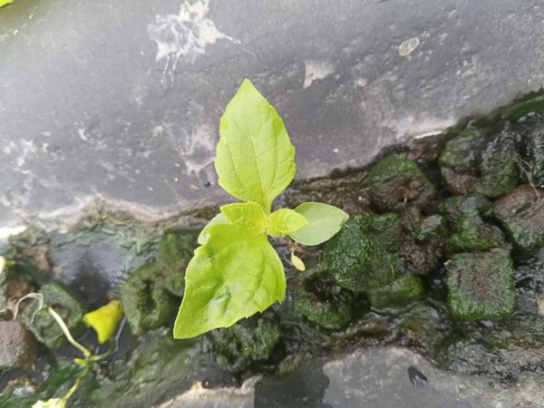 Identificação da planta Picão-branco por foto