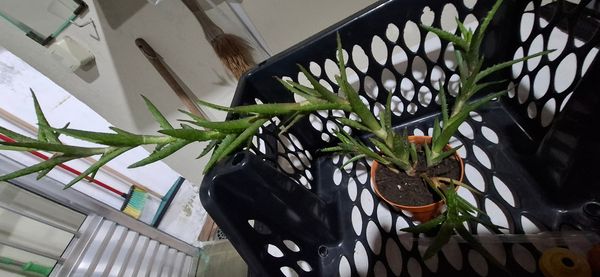 Identificação da planta Dente de tigre por foto