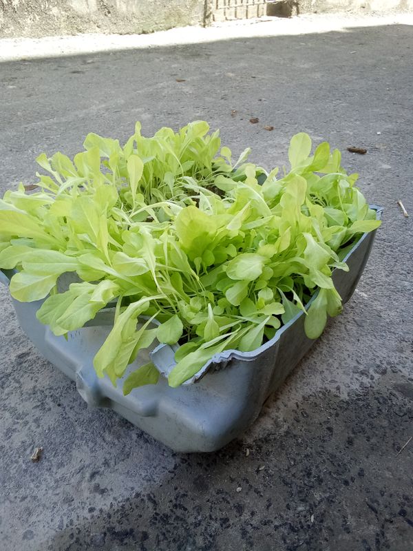 Identificação da planta Alface por foto