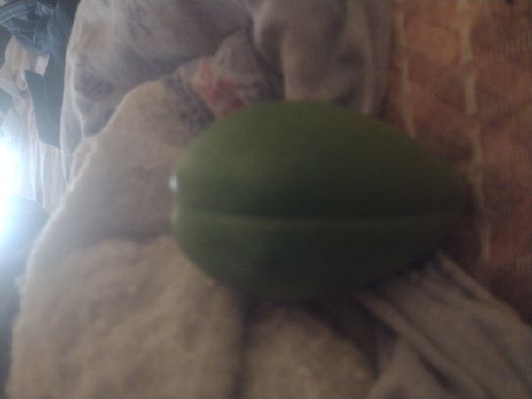 Identificação da planta Falsa-vinha por foto