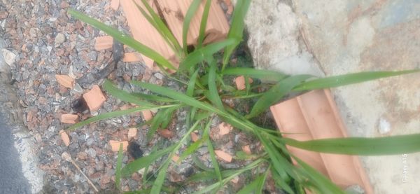 Identificação da planta Capim-colchão por foto